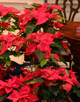 pointsettias