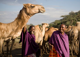 HeiferCamels