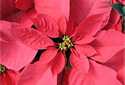 poinsettia